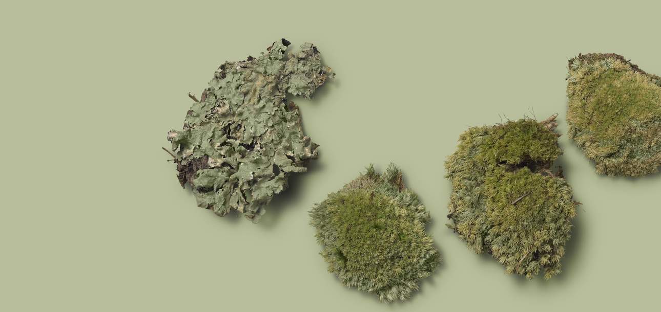McKinnon and Harris finish color Locust Grove Lichen mood board