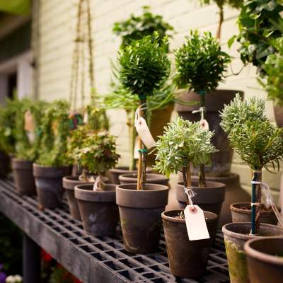 Image of Greenhouse ii