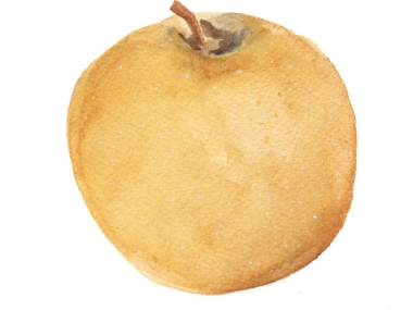 Ashmead Apple Illustration