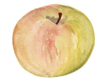 Albemarle Pippin Apple Illustration