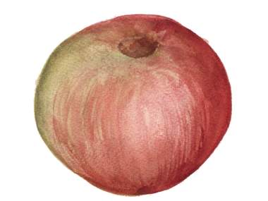 Stayman Apple Illustration
