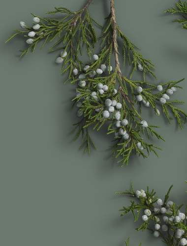 Winter greenery with berries on a foggy blue-green background