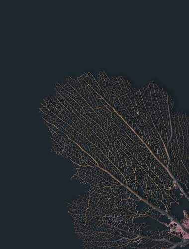 Dried plant on a dark slate blue background