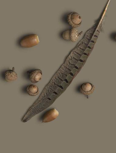 Feather and acorns on Chesapeake Taupe background