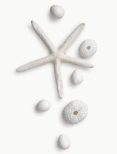 White shells on a classic white background
