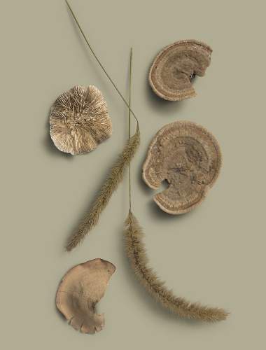 Dried mushroom and plants on grey and quiet tones of green background