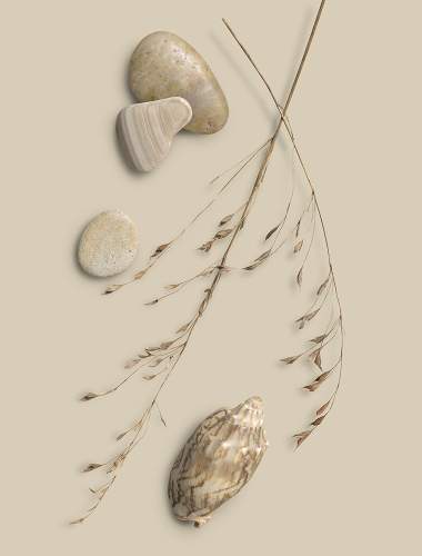 Dried plants, stones, and a shell on a pale grey background
