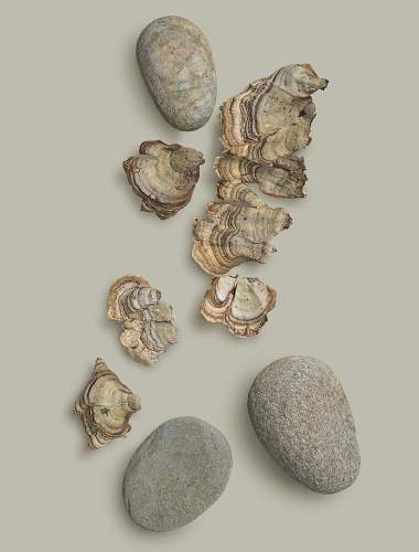 Mushrooms and stones on a pale gray pigment