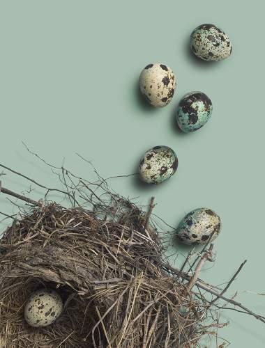 Nest and eggs on a blue-green background