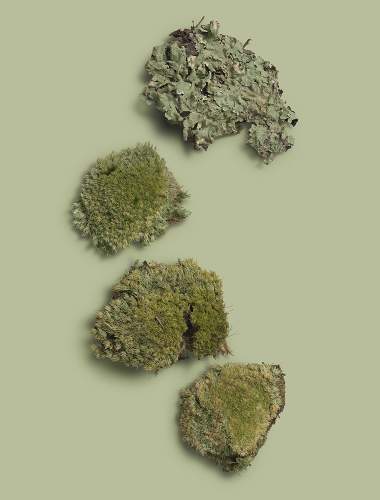 Dried moss on a subtle organic green background