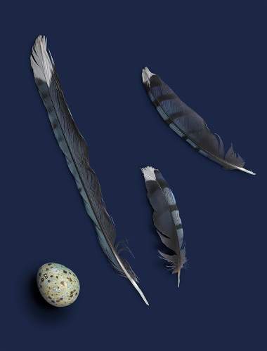 Blue jay feathers on a deep, vibrant indigo background