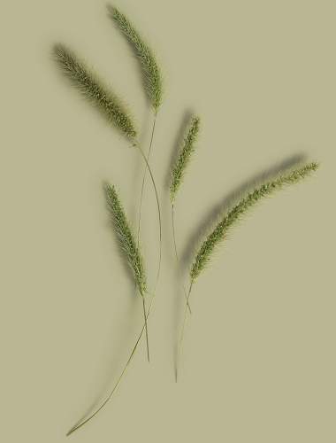 Spring foliage on a softly muted green background