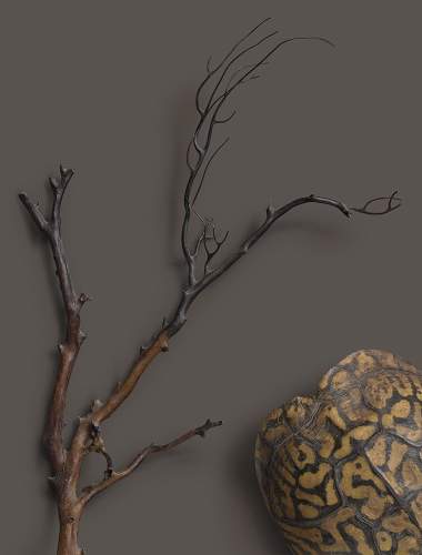 Branch and turtle shell on a Natural Bronze background