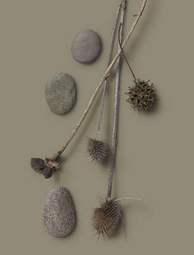 Thistles and stones on dark gray, part dark green background