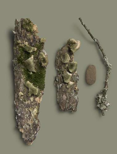 Bark and dried mushrooms on a Shenandoah Gray Green background
