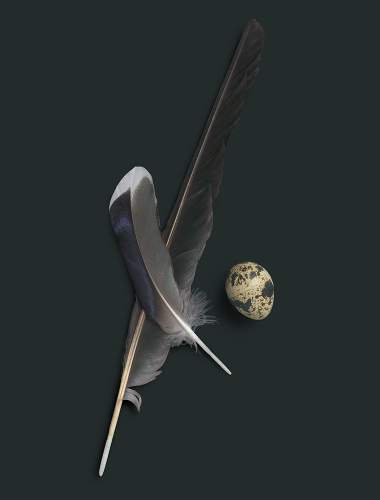 Feathers and egg on a dark stately green background