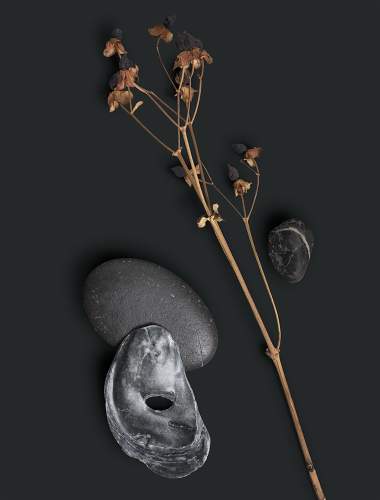 Dark stones, shell, and dried plant on an iron black background