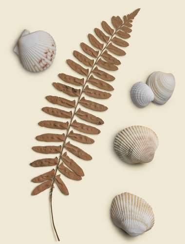 Shells and a fern on a sandy white background