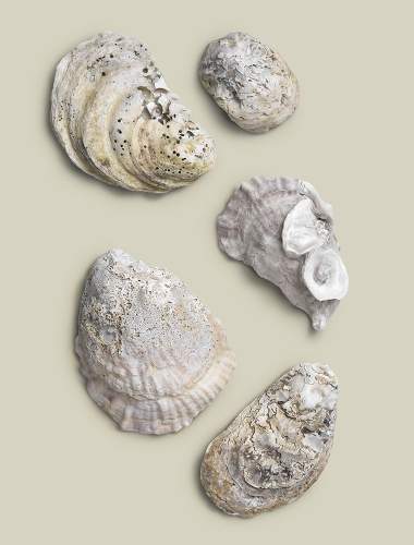 Oyster shells on a pale white gray background