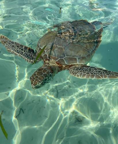 Image of Loggerhead Turtles in Bahamas