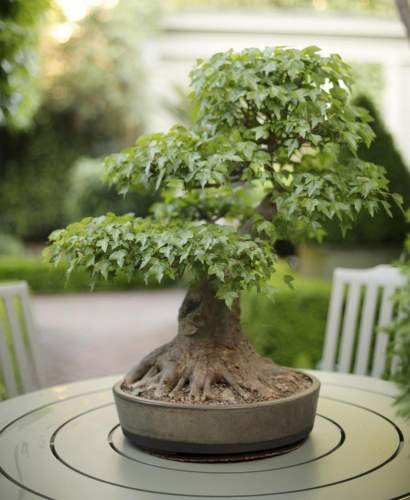Co-founder Will Massie's Bonsai plant