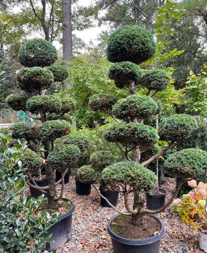 Image of plants at Sneed's Nursery in Richmond, Va