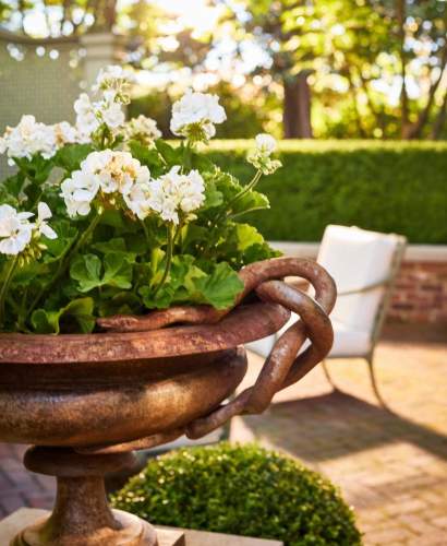 A plant in bloom in co-founder Will Massie's garden