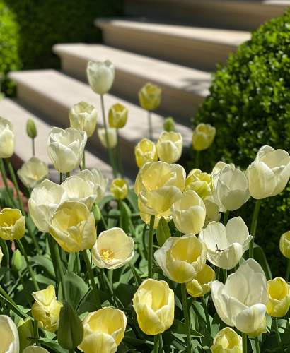 Tulips in bloom