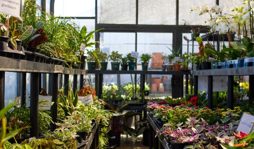 Greenhouse ii